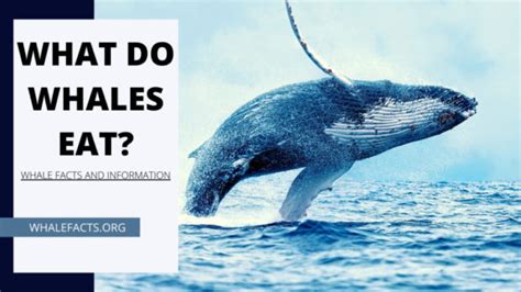 fin whale diet facts for kids